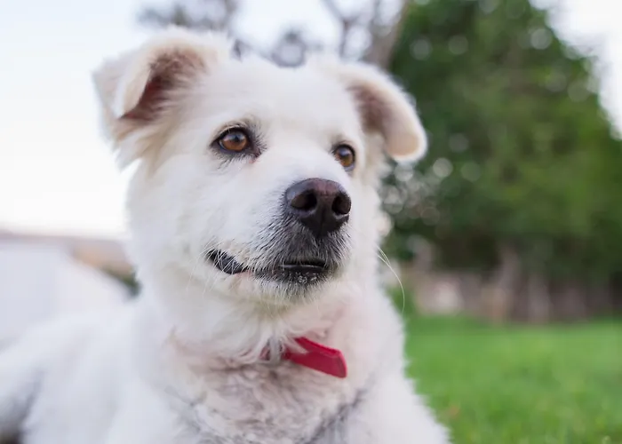 Gelli アパートホテル